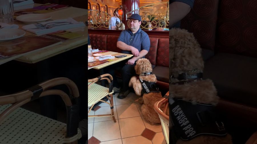 Nudge: Is a silent command where the dog is taught to look for a “tell” of handler anxiety (as seen here with the scratching) and interrupt it by pawing at the owner. This can be done with the owner sitting, standing, or laying down