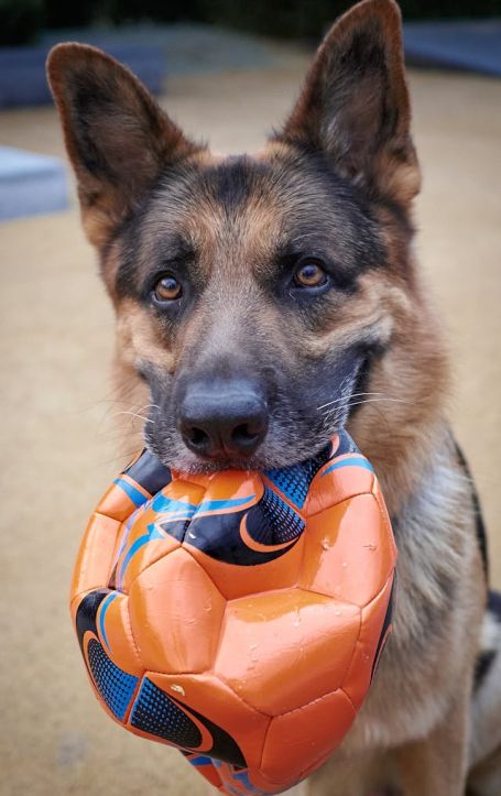 K-9 Companions Nashville