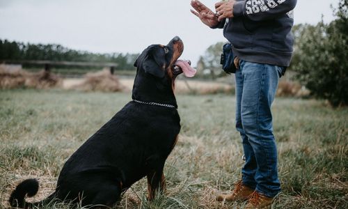 Obedience & Manners Courses
