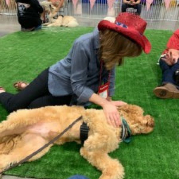Therapy Dog