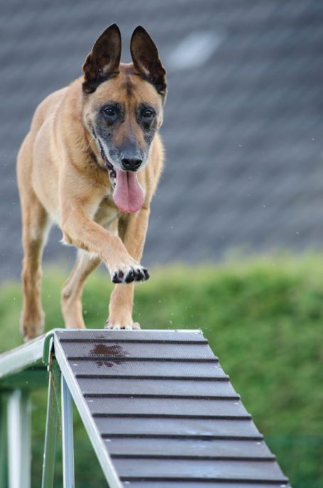 K-9 Companions Nashville