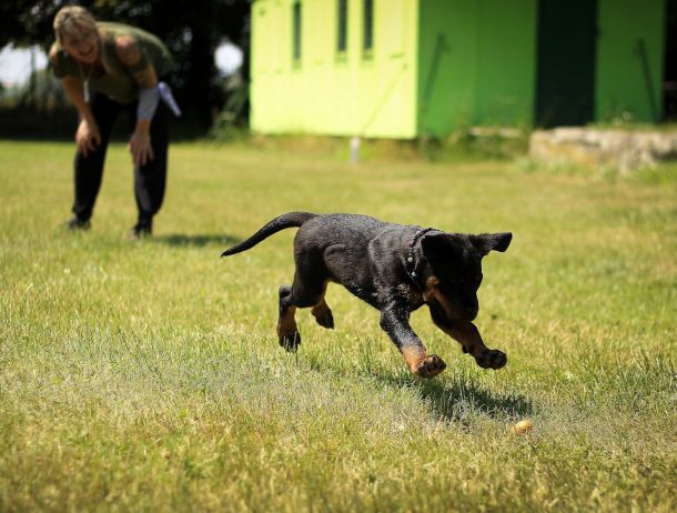 Hiring a dog trainer