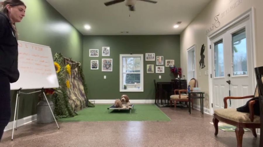 “Weasley” learning PLACE and waiting to be released. Proper use of the PLACE command is within the owners home or while working with a portable mat.