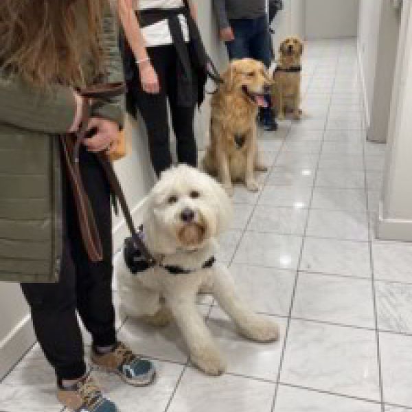 Therapy Dog