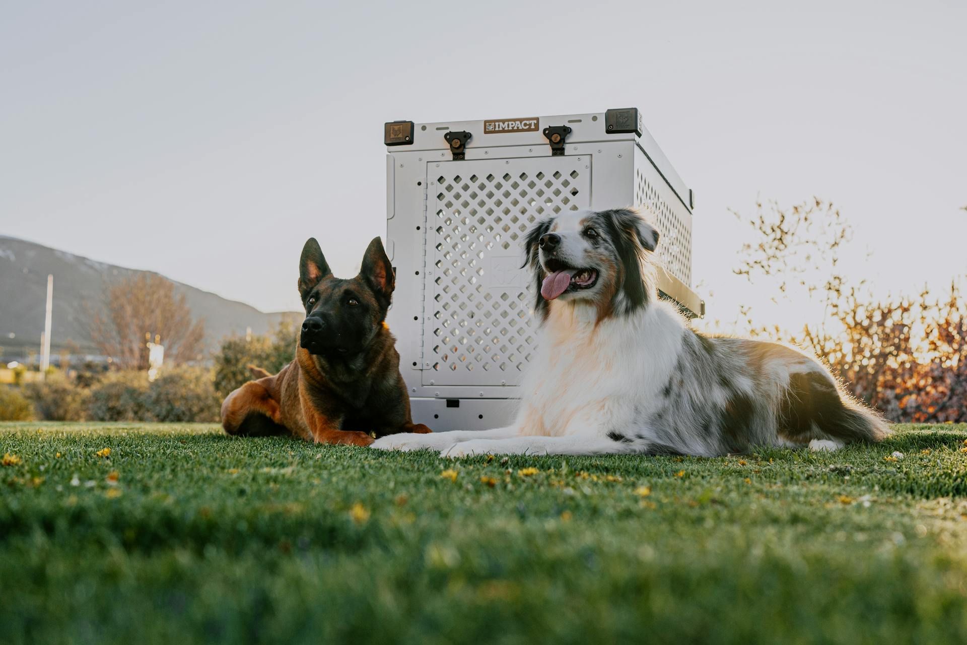 K-9 Companions Nashville