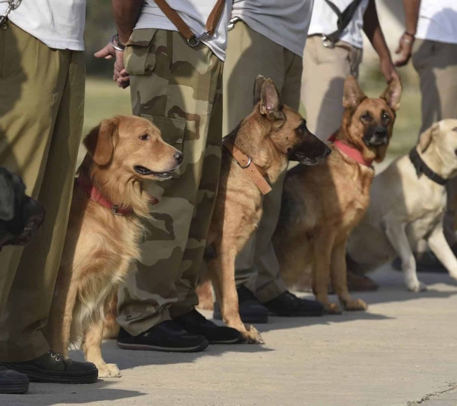 k9 dog squad training