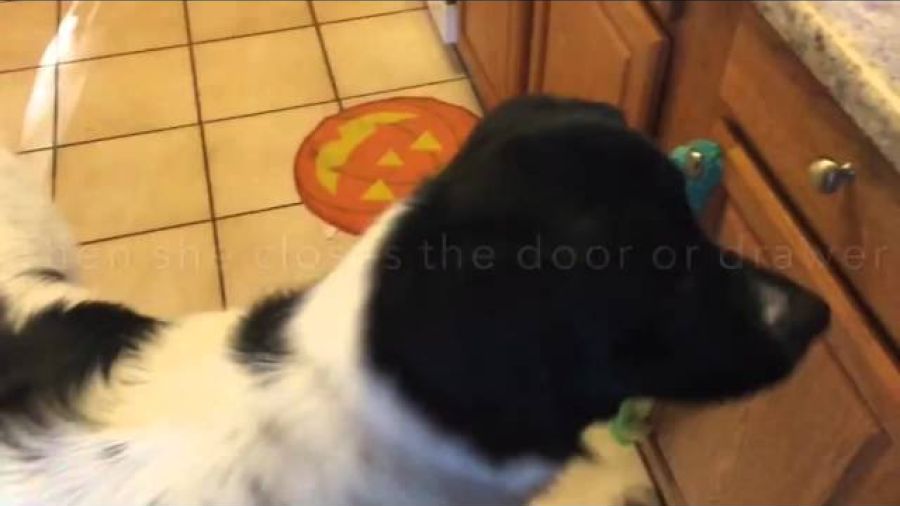 Service Dog Video