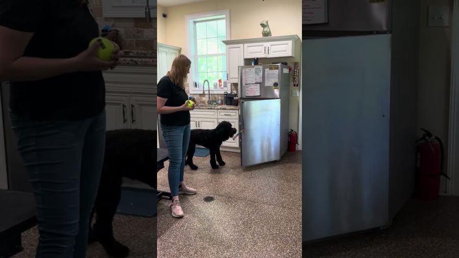 Dog Opens the Refrigerator Door