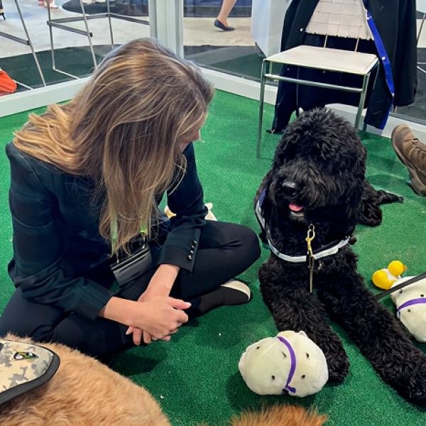 Therapy Dog