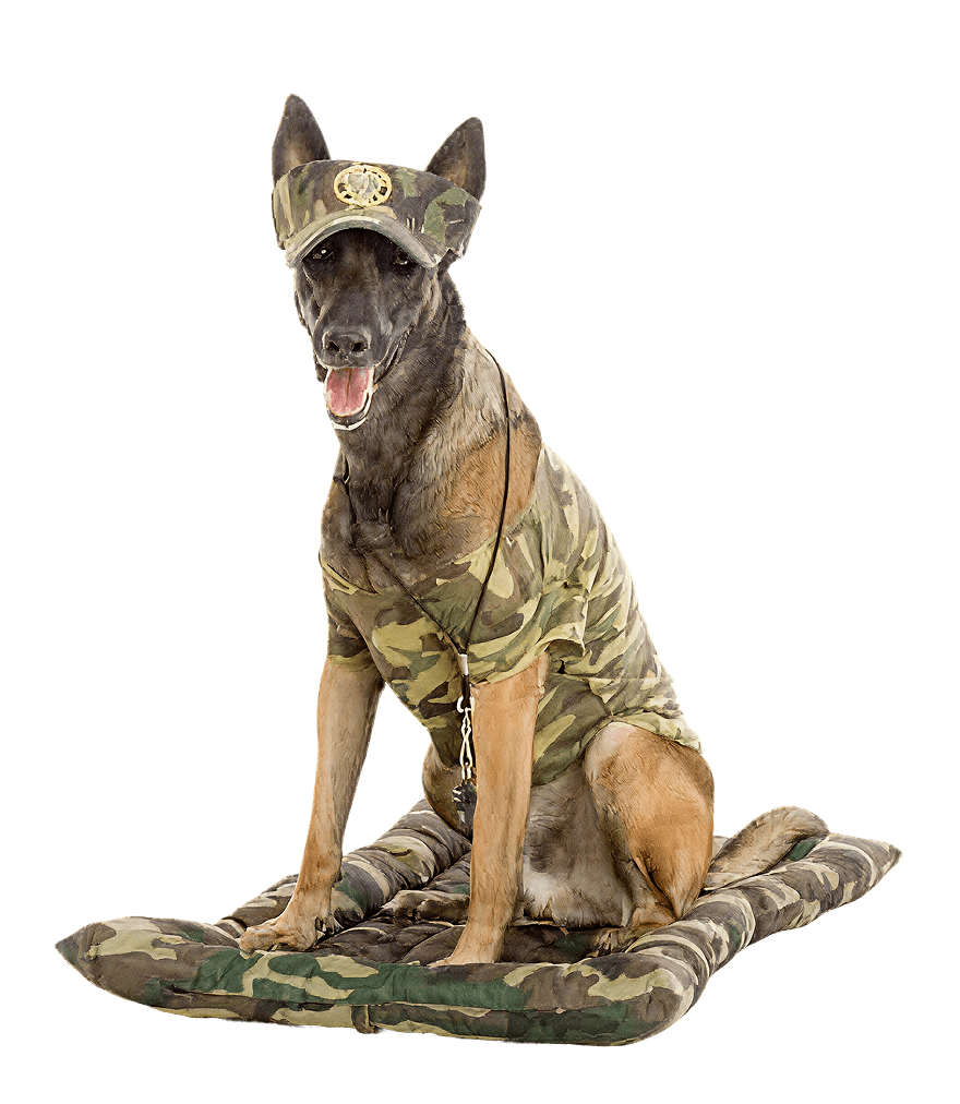 k-9 BOOT CAMP