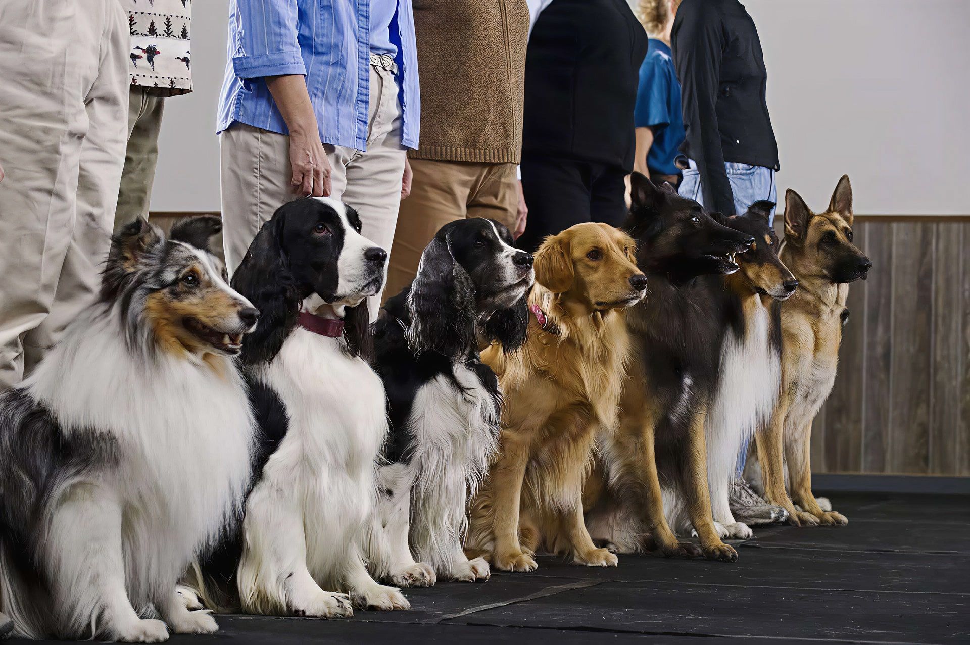K-9 Companions Nashville