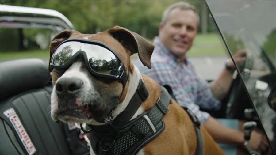 Million Dollar Dog Trainer Music Video