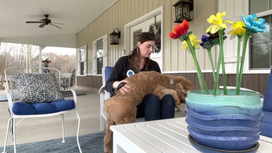 “Dillon” learning PRESSURE therapy for Anxiety Service Dog work.