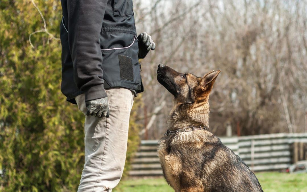 Obedience & Manners Courses