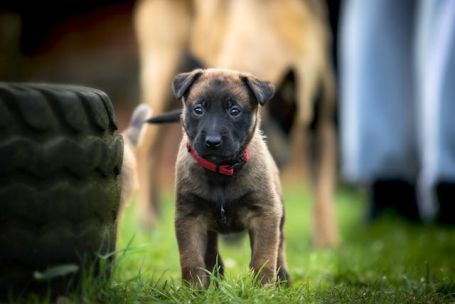 K-9 Companions Nashville