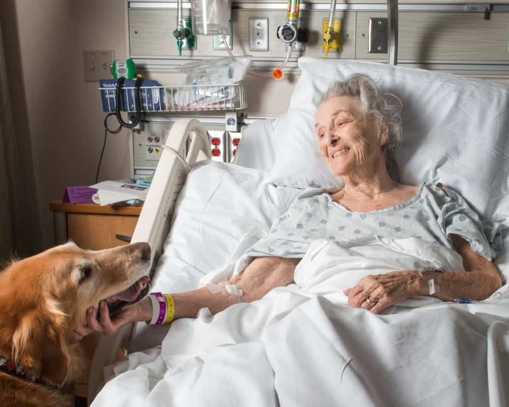 Therapy dog training and certification