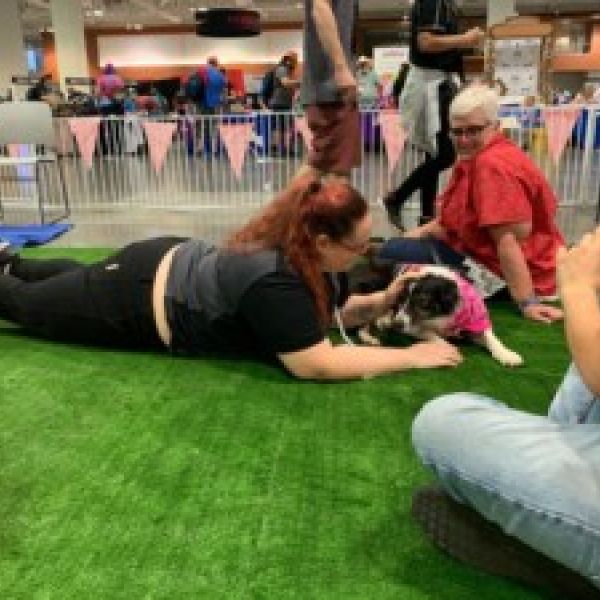 Therapy Dog