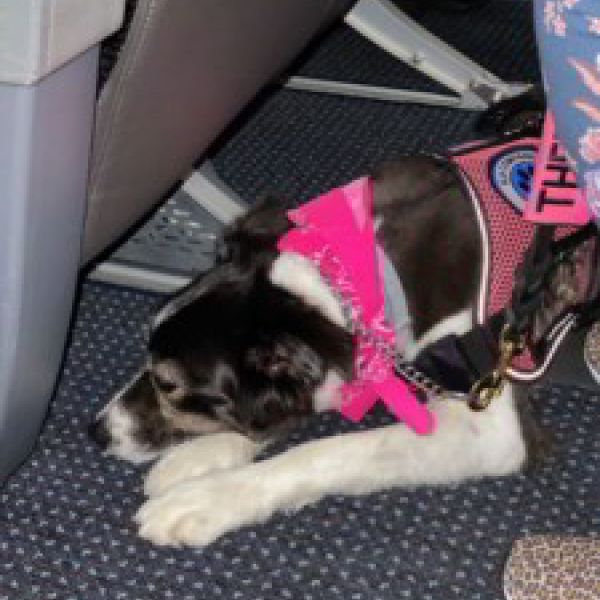 Therapy Dog