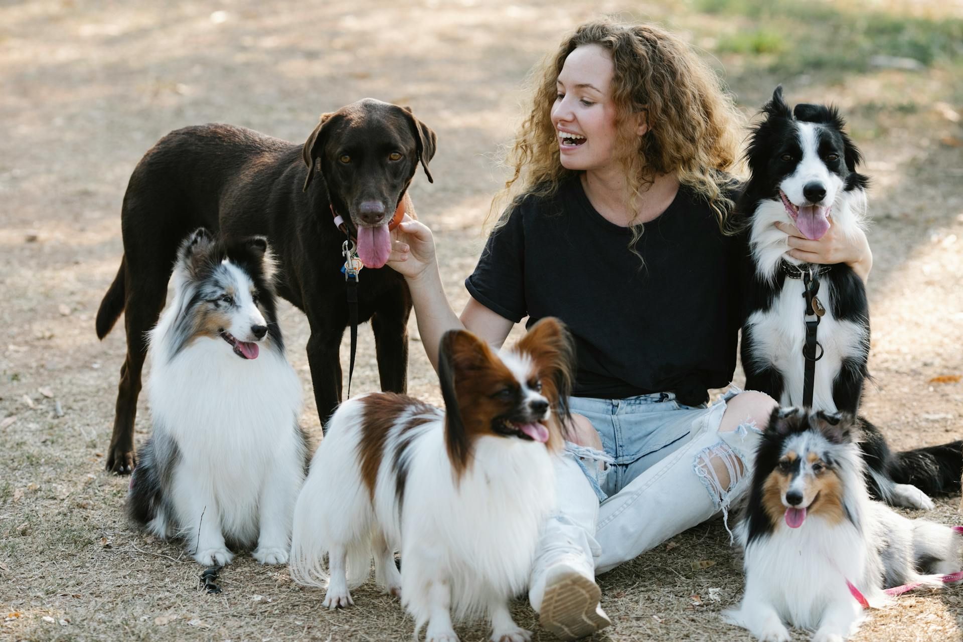 Dog Training