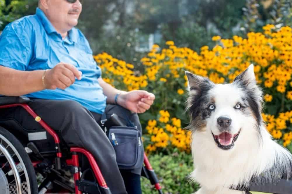 Service dog training Therapy Dog Helping Disabled Senior Man On Wheelchair