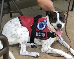Service Dog: Vest & Patch