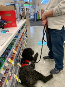 Service Dog in Training Store Visit