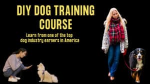 dyi dog training course