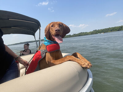 K-9 Companions Nashville dog on a boat