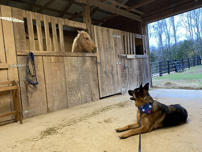 K9 Companions Nashville trained dog guarding horse