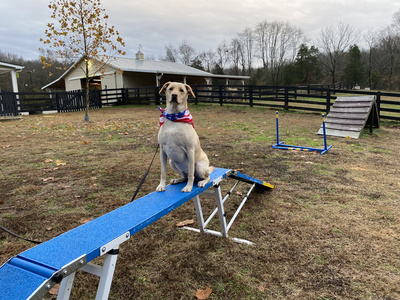 K9 Companions Nashville trained dog on ramp