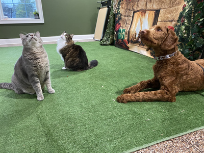 K9 Companions Nashville trained dog with cats