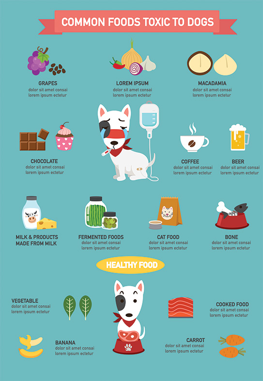 common foods toxic to dogs