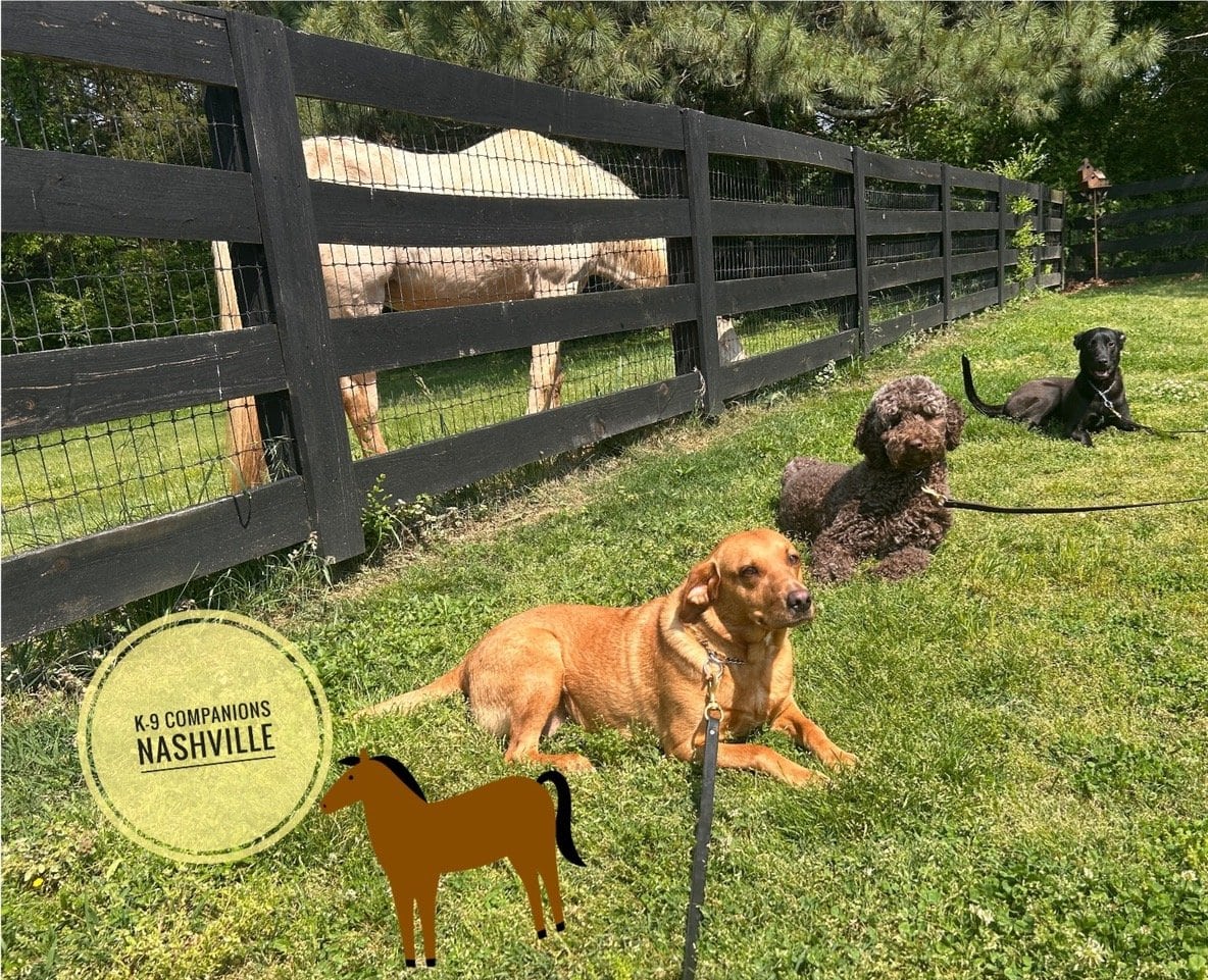 Dog Training The Natural Way