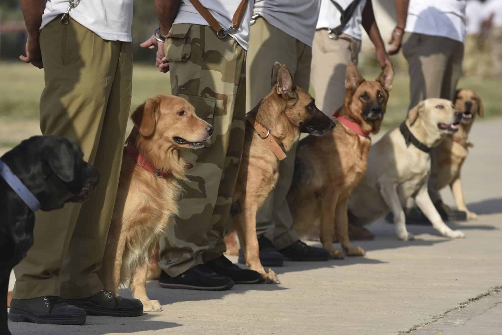 k9 dog squad training