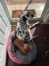 Hilary Baumler-Tomassetti