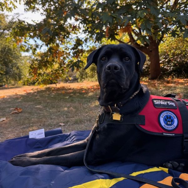 Service Dog Training