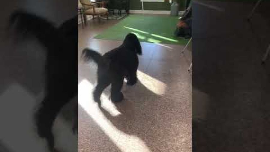 “Bigsby” learning to retrieve a stick that will later become a cane for Mobility Service Dog work.