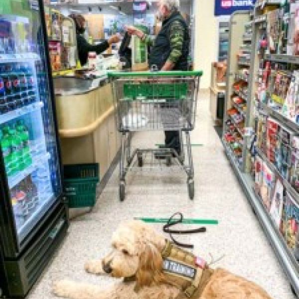 Veteran Service Dog Blocking Personal Space