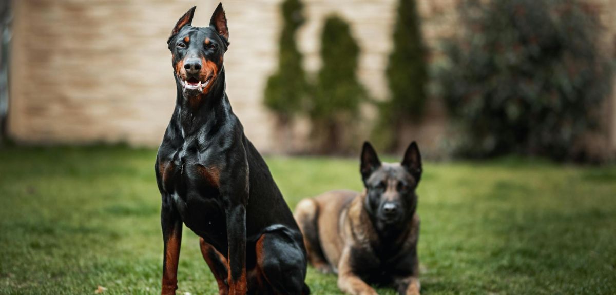 K-9 Companions Nashville