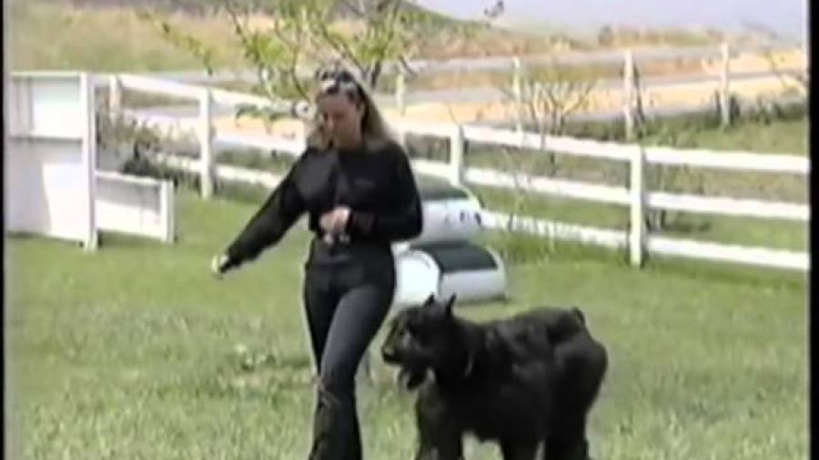 Competition Dog Level Training Video