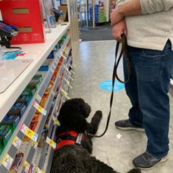 Service Dog in Training Store Visit