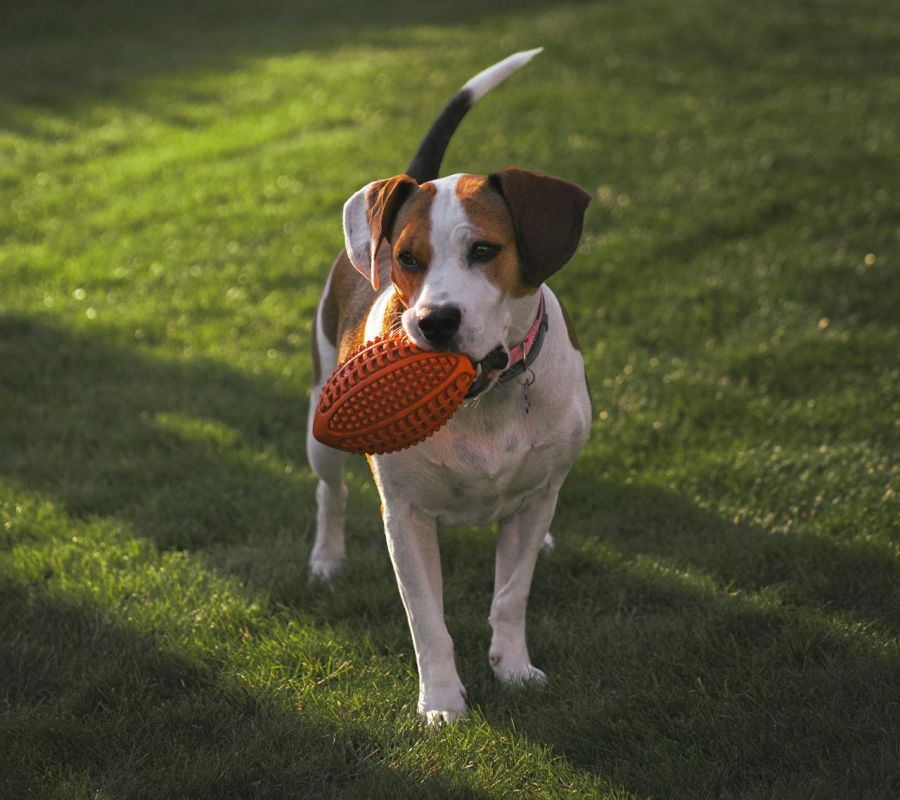 Dog Training The Natural Way