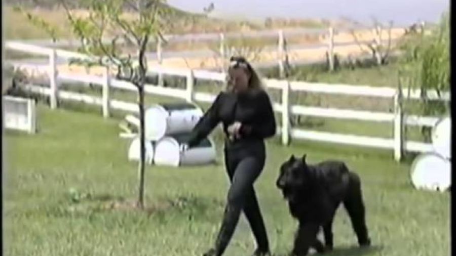 K-9 Companions Nashville