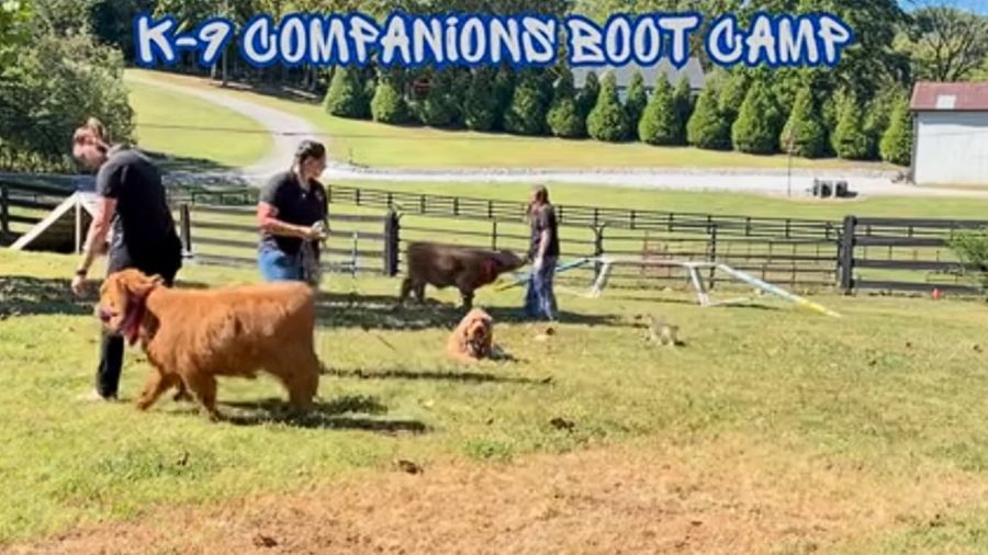 Would Your Dog Pass The Ultimate Distraction Test?