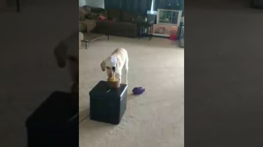 Lights Command: This command is used for people who don’t like to enter dark rooms or want the lights turned on after a night terror