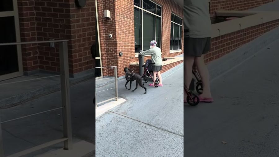 Disability dog opening door.