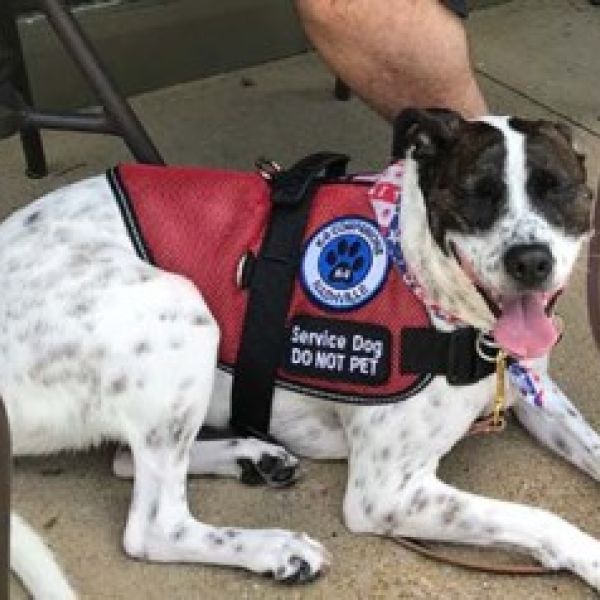 Service Dog: Vest & Patch