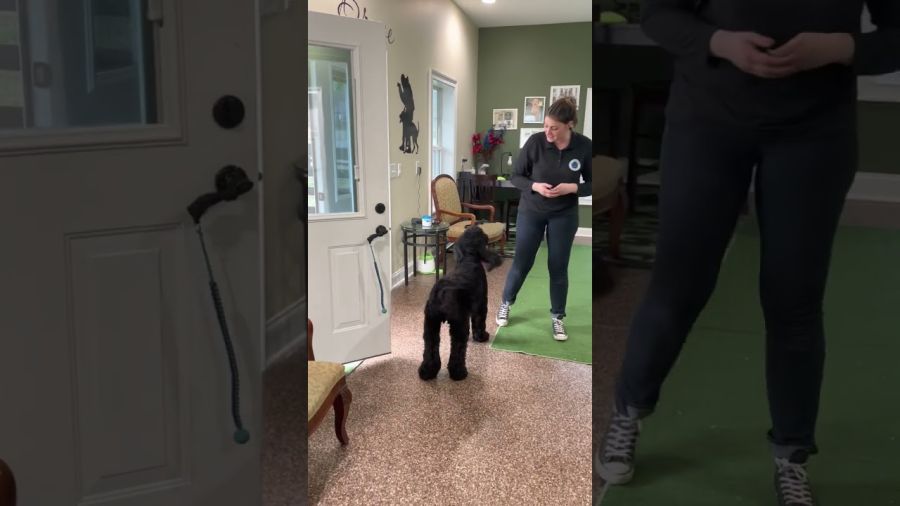 “Bigsby” learning to open and close doors for future Mobility Service Dog work.