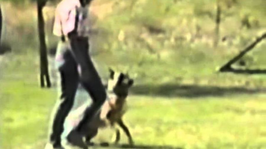 K-9 Companions Nashville’s Personal Protection Video