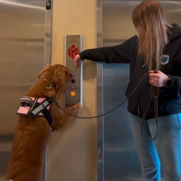 Service Dog Training